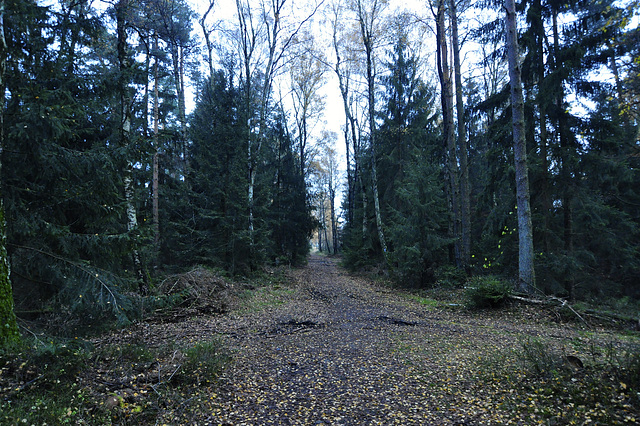 Externsteine – Alone in the forest