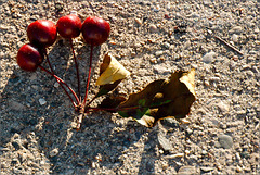 Cherries on Sidewalk