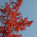Red maple, blue sky
