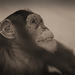 Schimpansenmädchen (Leintalzoo Schwaigern)