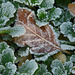 Frost covered