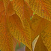 Ohio Buckeye fall colours