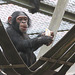 Schimpansenkind (Leintalzoo Schwaigern)