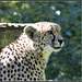 Cheetah - Marwell Zoo