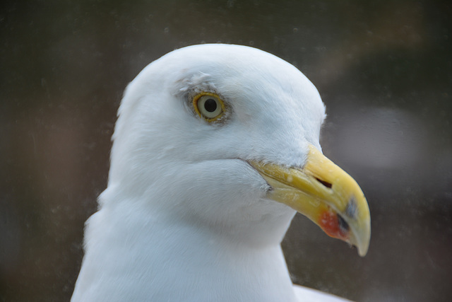 Side portrait of a Gull