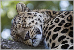 Sleeping Leopard - Marwell Zoo