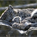 Sleeping Snow Leopard - Marwell Zoo
