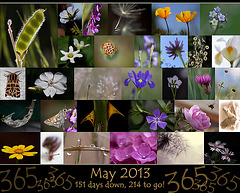 365 Project: May Collage