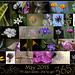 365 Project: May Collage