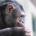 Schimpansenprofil (Leintalzoo Schwaigern)