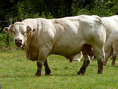 France 2012 – Bull