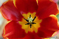 Tulip gynoecium and androecium