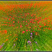 Poppies.........abstract