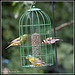 More birds on the feeder
