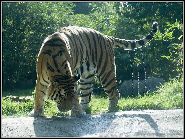 Amur Tiger - Marwell Zoo