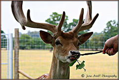 Fallow deer at Burghley House (2)