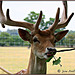 Fallow deer at Burghley House (2)