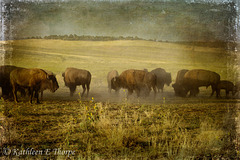 Zion Buffalo Herd - Lenabem Texture - Third Place Florida State Fair 2011