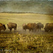 Zion Buffalo Herd - Lenabem Texture - Third Place Florida State Fair 2011