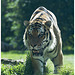 Amur Tiger - Marwell Zoo
