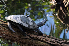 Schildkröte (Tiergarten Nürnberg)