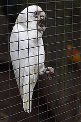 Kakadu (Leintalzoo Schwaigern)