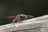 Libelle (Leintalzoo Schwaigern)
