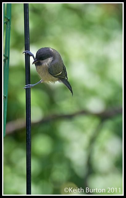A visitor to my feeders this morning