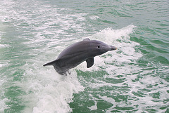 Dolphin - DSC_0645