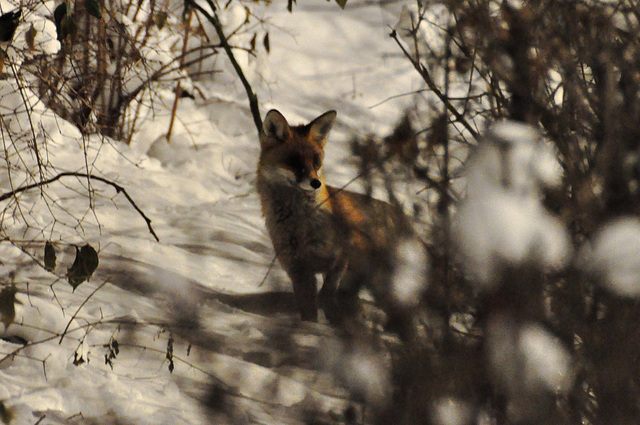 Berlin – Fox in Tiergarten