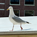 Gull eying edible waste from a market stall in Leiden