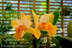 Yellow Orchid HDR