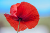 Poppy with Droplets