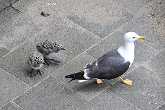 Sea Gull and two little ones