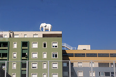 Elephant on the roof
