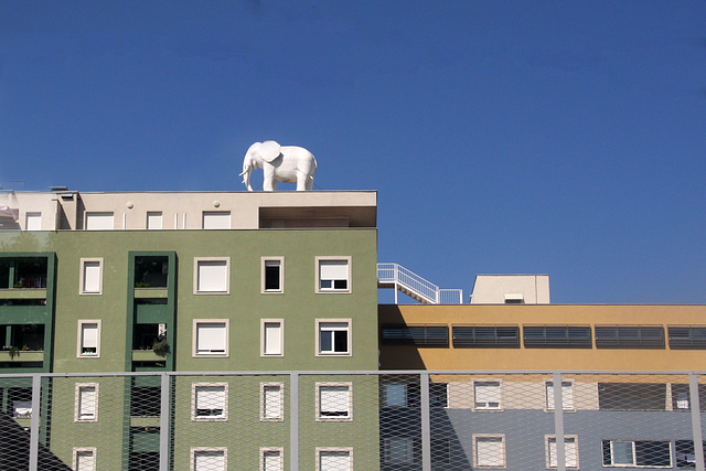 Elephant on the roof