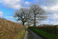 Country lane near Haughton, Staffordshire