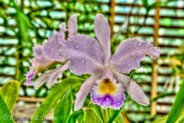 White Orchid HDR