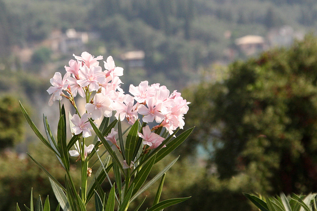 Oleanders of Corfu