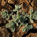 20070110-0238 Coldenia procumbens L.