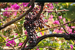 Monastery grapes