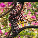 Monastery grapes