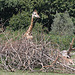 Rothschild-Giraffe (Opel-Zoo)