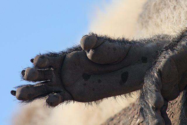 Monkey toes