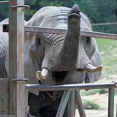 Afrikanische Elefantin Zimba (Opel-Zoo)
