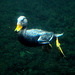 Emmen Zoo – Underwater duck