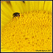 Small beetle on yellow
