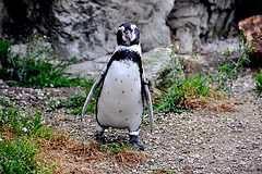 Emmen Zoo – Penguin