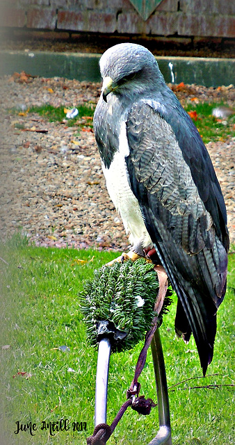 Grey Eagle Buzzard ( South America)