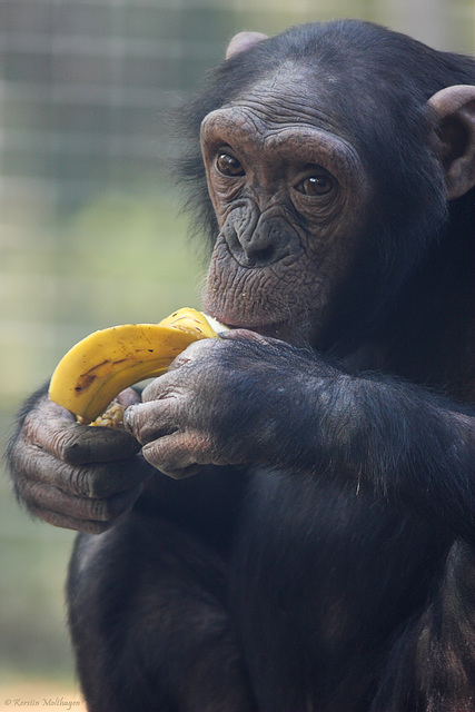 Schimpansenkind (Leintalzoo Schwaigern)